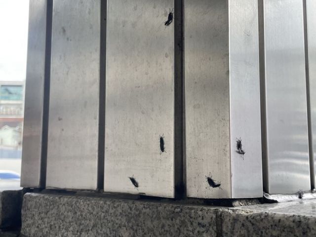 일명 러브버그라 불리는 붉은등우단털파리가 다시 기승을 부리고 있다. 사진은 지난해 6월22일 서울 은평구 연신내역 4번 출구에서 발견된 러브버그. /사진=뉴시스