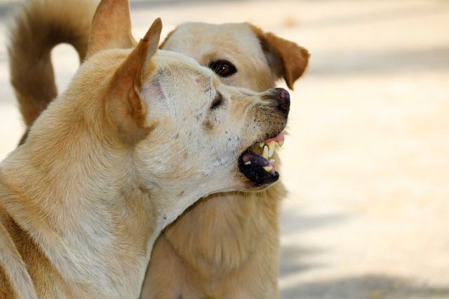 60대 남성이 들개에게 공격당해 부상을 당했다. 사진은 기사 내용과는 무관함. /사진=이미지투데이