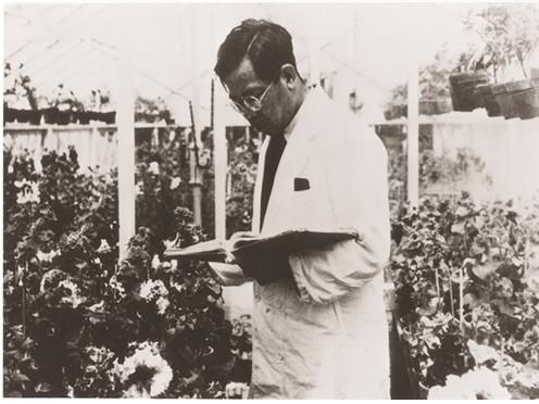 1959년 8월10일. 한국 농업 기술 발전에 이바지한 우장춘 박사가 세상을 떠났다. 사진은 우 박사가 한국농업과학연구소장 당시 연구 중인 모습. /사진=뉴시스