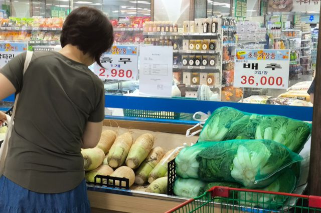 폭염과 가뭄으로 인해 배춧값이 급격하가 오르자 정부가 중국산 배추 수입량을 늘렸다. 사진은 지난 24일 서울 한 마트에서 배추 3포기 묶음이 3만6000원에 판매되는 모습. /사진=뉴스1 