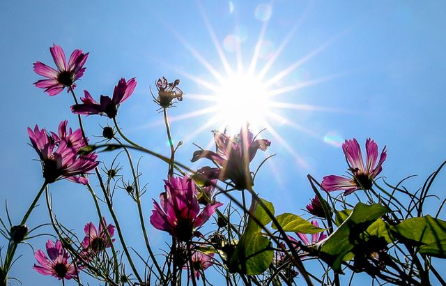 월요일인 9일에도 전국적인 무더위가 이어질 전망이다. 사진은 제주시 용담이동 거리에 코스모스가 핀 모습. /사진=뉴시스