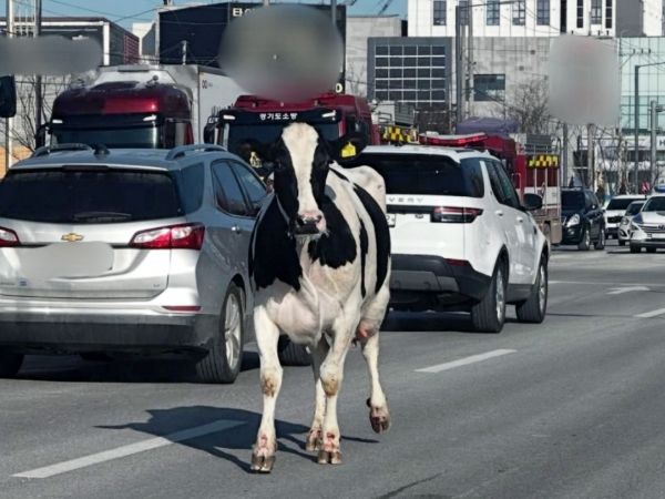 경기 평택에서 도축장으로 향하던 젖소 2마리가 탈출해 도로를 활보하다가 3시간여 만에 포획됐다. 사진은 평택시 장당동 일대에서 젖소가 도로 위를 돌아다니는 모습. /사진=뉴스1(경기도소방재난본부 제공)