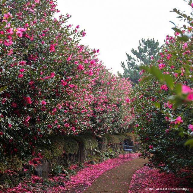 카멜리아 힐은 포토존이 많은 곳으로 유명하다. /사진=한국관광공사