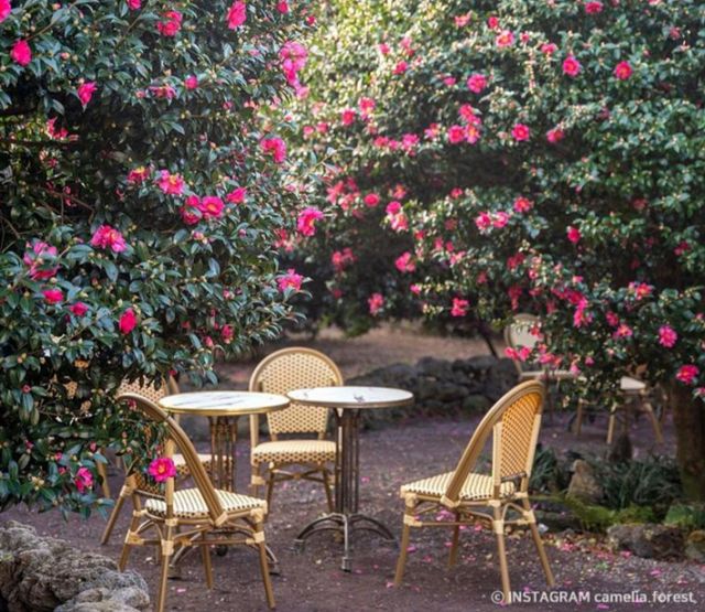 제주는 겨울에 동백 축제가 열린다. 2월이 지나면 꽃이 모두 떨어지니 겨울이 가기 전에 제주 동백꽃 명소를 방문해보자. 사진은 동백포레스트. /사진=한국관광공사