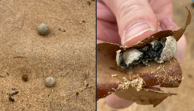 시드니 북부 해변에 정체를 알 수 없는 구슬 모양 물체가 밀려와 당국이 해변 9곳을 폐쇄했다. /사진=엑스(X·옛 트위터)