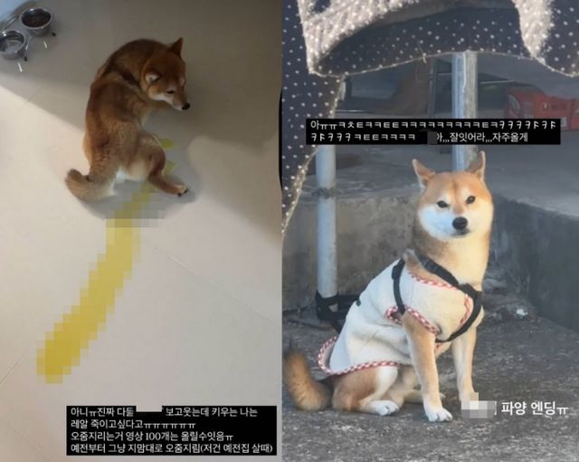 반려견 파양 소식을 전시한 여성의 딸이 유명 보험사 광고에 출연했다는 소식이 알려지며 뭇매를 맞고 있다. /사진=온라인 커뮤니티 갈무리