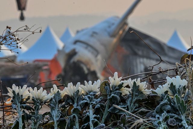 무안 제주항공 참사로 동료를 잃은 제주항공 승무원이 직장인 익명 커뮤니티에 추모 글을 올렸다. 사진은 무안국제공항 활주로 사고 현장 주변으로 조문객들이 두고 간 국화가 놓인 모습. /사진=뉴시스
