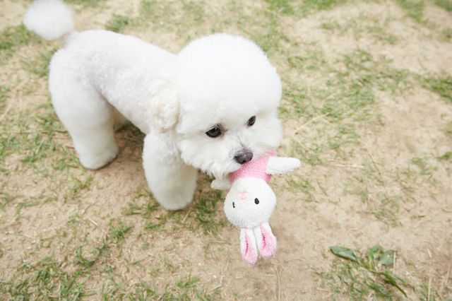 60대 남성이 강아지가 가까이 다가왔다는 이유로 강아지에게 침을 뱉고 그 주인까지 폭행한 남성이 벌금형을 선고받았다. /사진=이미지투데이