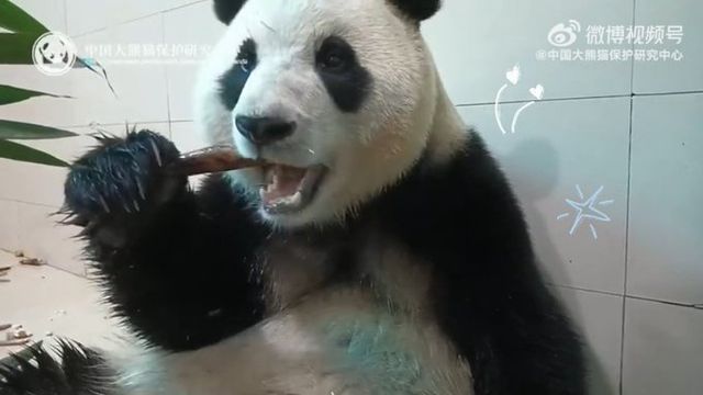 판다 푸바오 근황이 올라와 눈길을 끌고 있다. /사진=중국 자이언트판다 보호연구센터 웨이보 캡처