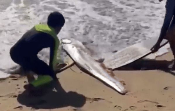 멕시코 해변에서 '종말의 날 물고기'(Doomsday fish)로 불리는 대형 산갈치가 발견됐다. /사진=데일리메일