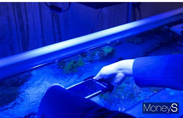 방수 케이스 안에 들어간 갤럭시 S24 울트라를 수면에 두고 두 손으로 천천히 움직이면서 사진 촬영을 해 본 결과 물속에서도 큰 힘을 들이지 않고 쉽게 촬영이 가능했다. 사진은 한 기자가 바닷속 산호초를 수중 촬영하는 모습. /사진=김성아 기자