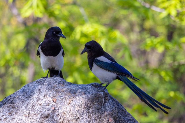 설날을 대표하는 동물 까치에 대한 다양한 설이 존재한다. 사진은 설날을 대표하는 동물로 자리매김한 까치의 모습. /사진=이미지투데이