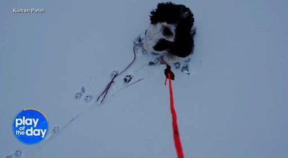 얼음 호수 위에 고립된 강아지를 드론을 통해 구조했다. /영상=abc 뉴스 캡처