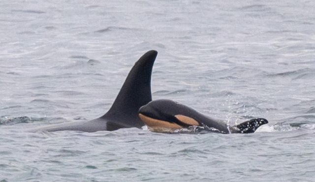 죽은 새끼의 몸이 가라앉지 않도록 떠받는 채 보름 넘게 바다를 헤엄쳐 사람들의 마음을 울렸던 어미 범고래가 지난해 새로 얻은 자식도 잃어 안타까움을 자아냈다. 사진은 지난달 20일 발견된 범고래 탈레쿠아와 새끼 J61의 모습./사진=고래연구센터