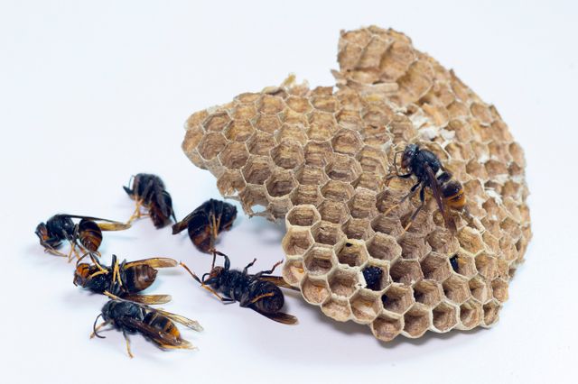 여왕벌이 없는 벌통을 판매한 양봉업자를 살해한 뒤 유기한 70대가 경찰에 붙잡혔다. /자료사진=이미지투데이