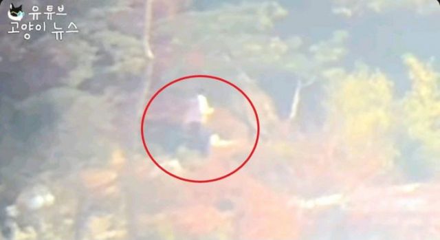 서울 용산구 한남동 관저 내에서 신원 미상의 인물이 개를 산책시키고 있는 모습을 촬영 및 공개해 대통령실에 의해 고발당한 유튜버가 풀 영상을 공개했다. /사진=고양이뉴스 유튜브 캡처