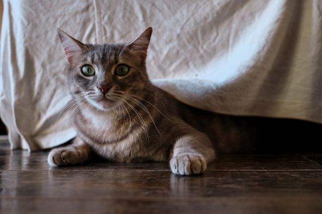 집에 남아 있던 고양이 때문에 발생한 화재가 최근 5년 동안 인천에서만 20건 넘게 발생했다. /사진=이미지투데이
