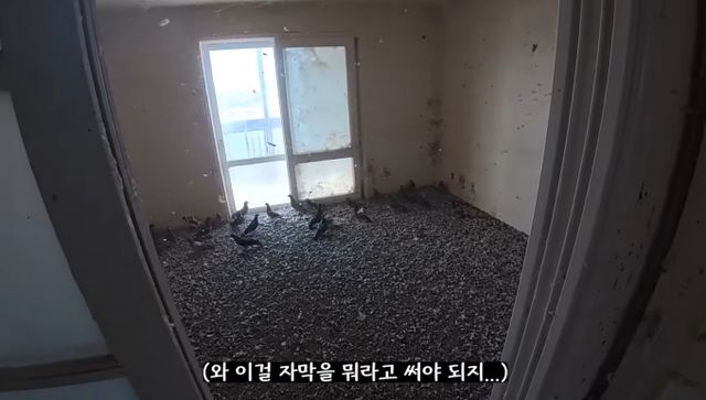 비둘기 떼에 점령당한 빈 아파트의 처참한 수준이 공개됐다. 사진은 비둘기 떼가 점령한 아파트 내부 모습. /사진=유튜브 채널 '생존' 캡처
