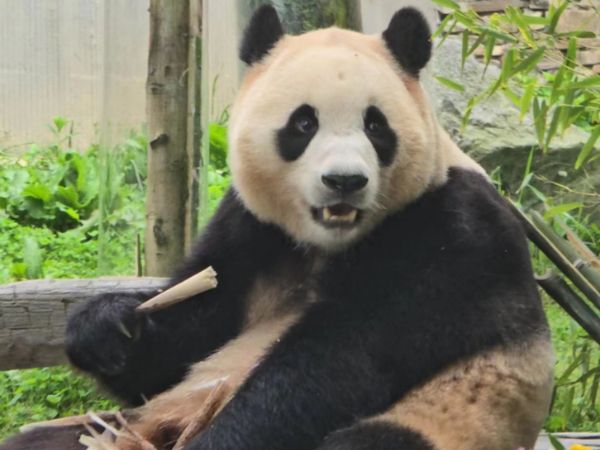 대구시가 쓰촨성 및 청두시에 지자체로서는 대한민국 최초로 현지 사무소를 갖게 됐다. 사진은 기사의 이해를 돕기 위한 지난해 6월12일 중국 청두 쓰촨성 워룽중화자이언트판다원 선수핑 기지에서 자이언트 판다 푸바오가 일반에 공개된 모습. /사진=뉴시스