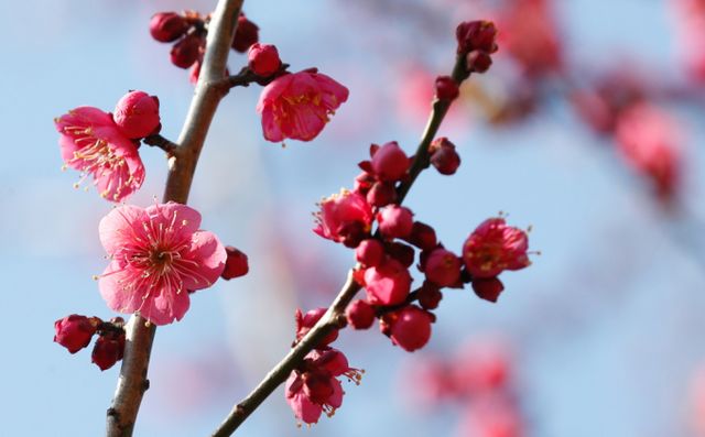 14일은 전국이 대체로 맑고 낮 최고기온이 12도까지 오르는 등 다소 따뜻할 전망이다. 사진은 맑은 날씨를 보인 지난 11일 오후 제주 서귀포시 이중섭미술관 인근에 봄꽃인 매화가 활짝 피어나 지나는 이들의 시선을 끌고 있는 모습. /사진=뉴시스
