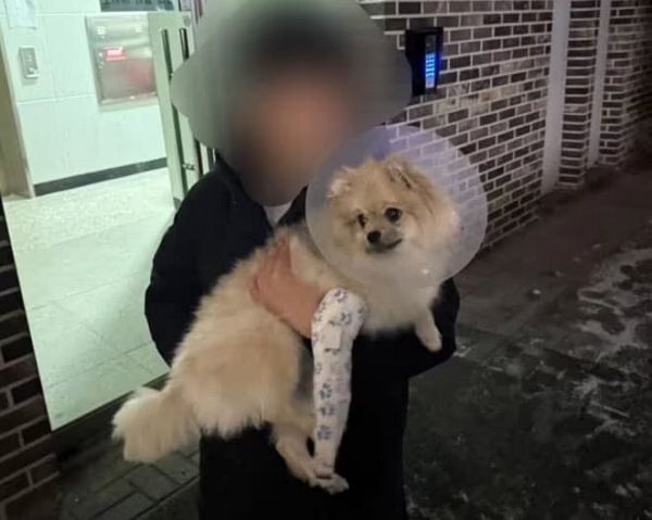 반려견을 2층 창밖으로 내던진 견주의 영상이 충격을 자아냈다. 위액트 측이 구조해 깁스 치료를 받고 회복 중인 강아지의 모습. /사진=위액트 인스타그램 캡처