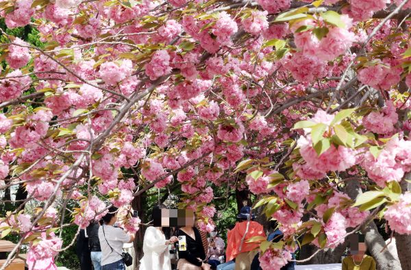 15일은 전국이 초봄처럼 포근한 날씨를 보이겠다. 사진은 기사의 이해를 돕기 위한 지난해 4월18일 부산 중구 민주공원을 찾은 시민과 관광객들이 활짝 핀 겹벚꽃을 배경으로 기념사진을 찍으며 봄 나들이를 즐기고 있는 모습. /사진=뉴시스