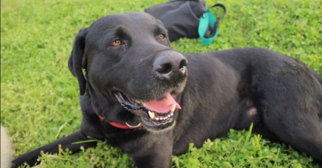 ‘동물은 훌륭하다’가 개 도살업자 미화 논란에 대해 사과했다. 집을 나왔다 납치돼 개소주용으로 도살된 오선이의 생전 모습. /사진=뉴스1(오선이 보호자 제공)