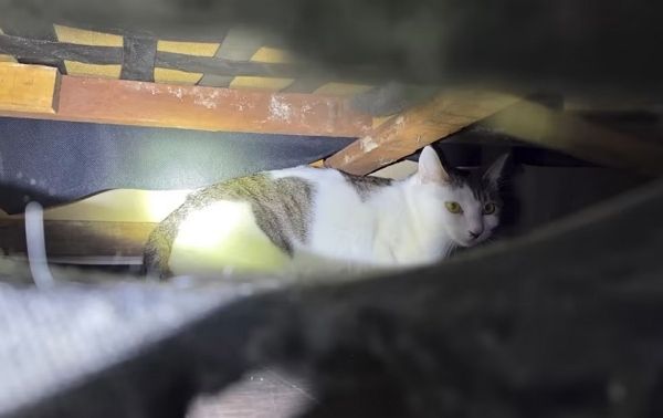 잃어버린 고양이를 찾아줬지만 소파 밑에서 발견했다는 이유로 사례비 지급을 거절당한 유튜버 사연이 전해졌다. 사진은 소파 아래에서 발견된 고양이의 모습. /사진=유튜브 채널 '고양이탐정: 원룸 사는 고양이' 캡처