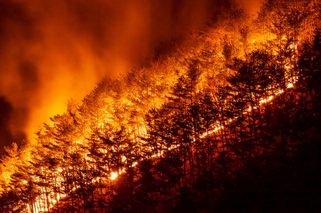 경북 고령군 한 야산에서 산불이 발생했다. 사진은 기사내용과 무관. /사진=이미지투데이