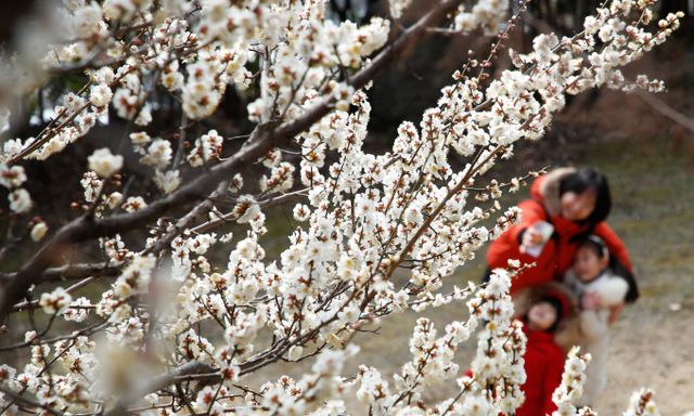 25일 낮 최고기온이 11도까지 오를 것으로 예상된다. 사진은 지난 23일 제주 서귀포시 이중섭미술관 인근에 매화가 활짝 핀 모습. /사진=뉴시스