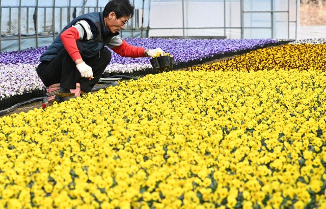 이번주 내내 몰아쳤던 강추위가 오는 26일부터 풀릴 예정이다. 사진은 지난 10일 경기 화성시 매송면 한 농원 비닐하우스에서 직원이 출하를 앞둔 팬지꽃을 솎아내는 모습. /사진=뉴시스