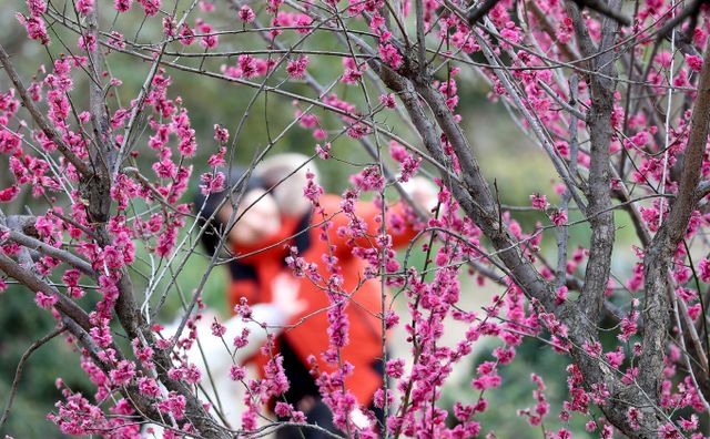 26일부터 추위가 풀리고 기온이 오를 것으로 보인다. 사진은 지난 23일 제주 서귀포시 이중섭미술관 인근에 홍매화가 활짝 핀 모습. /사진=뉴시스