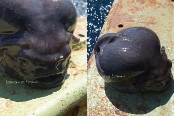 한 러시아 어부가 낚시를 하다 외계인 머리를 닮은 해양 생물을 낚았다. /사진=인스타그램 캡처