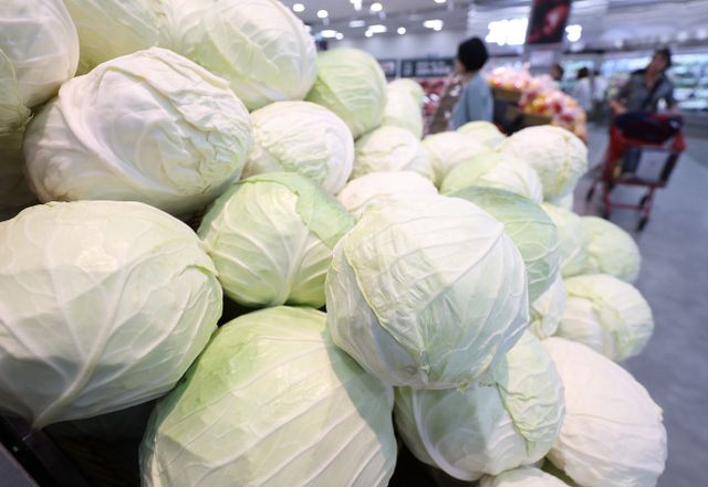 지난 6일 기준 양배추 가격이 지난해 평균 가격에 비해 65.5% 상승했다. 서울 소재 한 대형마트 매대에 양배추가 진열돼 있다. /사진=뉴시스