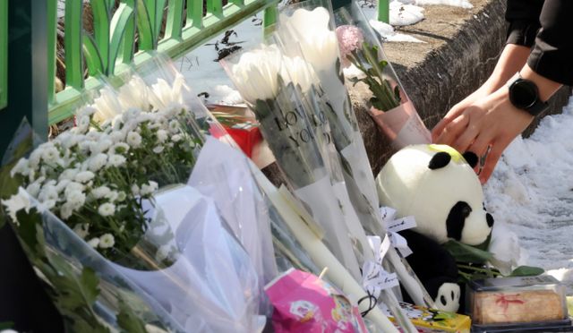 대전 초등학생 살해 사건 관련해 구속된 여교사에 대한 심의위가 이르면 오늘 열린다. 사진은 지난 2월 11일 대구 한 초등학교 정문 옆 담장에 시민들이 고 김하늘 양을 추모하며 국화꽃 등을 놓는 모습. /사진=뉴시스