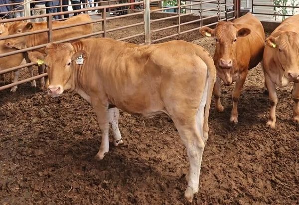 전남 해남 한 축사에서 소 수십마리가 죽은 채로 발견돼 경찰이 수사에 들어갔다. 사진은 기사와 직접적인 관련 없는 한우 자료 사진. /사진=뉴스1