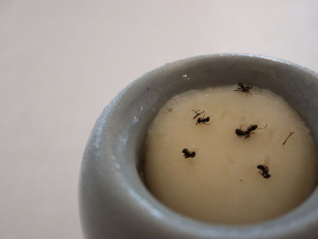 에빗은 올해 미쉐린가이드에서 서울1스타 레스토랑 중 유일하게 2스타로 승격됐다. /사진=다이어리알