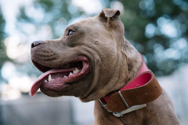 개가 실수로 주인에게 총을 쏘는일이 미국에서 벌어졌다. 사진은 기사내용과 무관함. /사진=이미지투데이