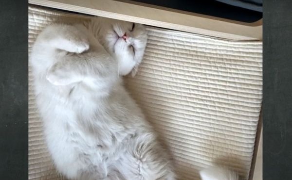 고양이 때문에 아버지와 아들이 갈등을 빚고 있다는 50대 여성의 사연이 전해졌다. 사진은 제보자가 공유한 반려묘 '망고'의 모습. /사진=JTBC '사건반장' 캡처