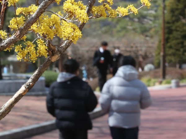오는 18일은 전국 대부분 지역의 아침 기온이 0도 이하로 낮아 춥겠다. 사진은 꽃샘추위가 찾아온 17일 대구 북구 영진전문대 복현캠퍼스에서 노랗게 핀 산수유 꽃 너머로 겨울 외투를 입은 학생들이 지나가고 있는 모습. /사진=뉴스1