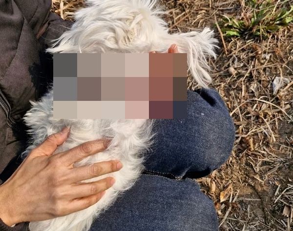 경기 수원시 한 산책로에서 목줄 없는 진돗개에 몰티즈가 물려 죽는 사고가 발생했다. 사진은 산책중 목줄 없는 진돗개에 물려 사망한 몰티즈. /사진=뉴스1(독자 제공)