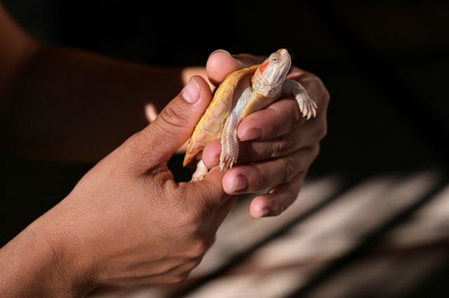 미국 뉴저지 공항에서 한 남성이 살아있는 거북이를 바지 속에 숨긴 채 보안 검색대를 통과하려다 적발됐다. 사진은 붉은귀거북이의 모습. 해당 기사와 상관없음. /사진=로이터