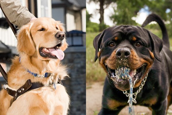 맹견을 맹인안내견의 줄임말로 알아듣고 불편함을 토로한 누리꾼 사연이 공개됐다. 사진은 맹인안내견(왼쪽)과 맹견/자료사진=이미지투데이