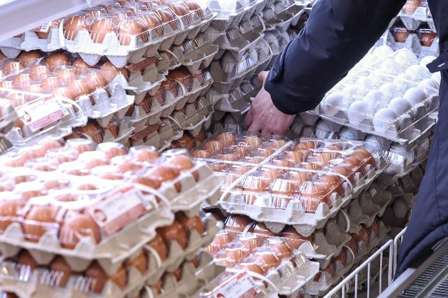 계란 한판 가격이 2주 전 5000원대로 들어섰다가 다시 6000원대로 올라갔다. 서울 소재 한 대형마트에서 시민이 달걀을 고르고 있다. /사진=뉴스1