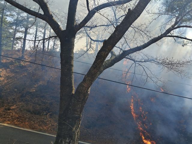 대전광역시 동구 오동 대청댐 인근에서 산불이 발생했다. 사진은 대전 동구 산불 현장. /사진= 뉴스1(산림청 제공)