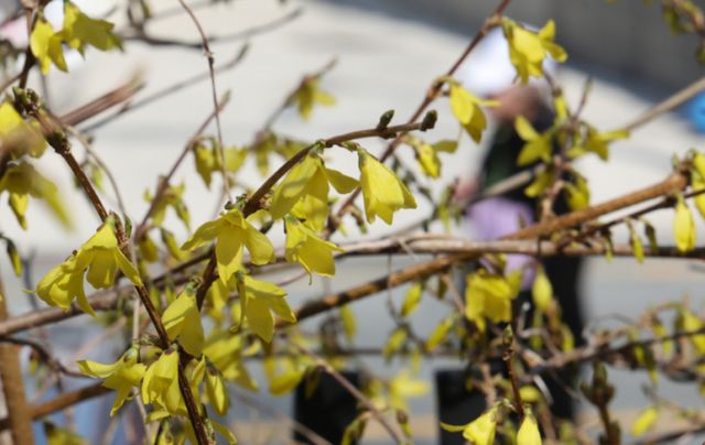 포근한 날씨를 보인 지난 21일 부산 수영구의 한 아파트단지에 개나리가 활짝 펴 시민들의 눈길을 사로잡고 있다. /사진=뉴시스