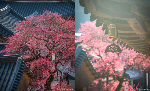 홍매화가 그림처럼 피는 화엄사. /사진=한국관광공사