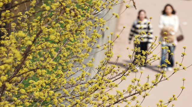 24일은 기온은 따뜻하지만 대기가 건조해 화재 예방에 유의해야 한다. 사진은 지난 23일 서울 종로구 청계천에서 시민들이 산수유 나무 아래를 걸으며 나들이를 즐기고 있는 모습. /사진=뉴스1