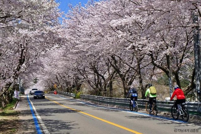 전남 구례는 온갖 꽃들이 피어 봄에 가장 사랑받는 관광지다. 사진은 섬진강 벚꽃길. /사진=한국관광공사