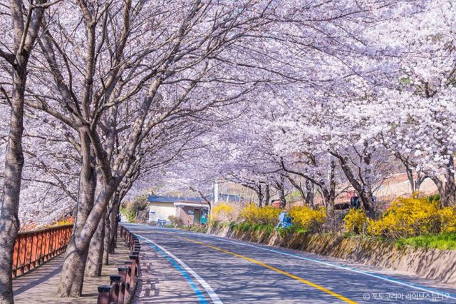 섬진강 벚꽃길은 매년 드라이브족과 자전거족이 즐겨찾는 봄꽃 명소다. /사진=한국관광공사